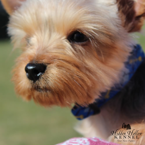 Hidden Hollow Kennel